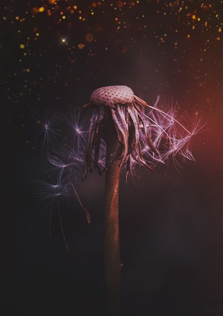 the dandelion flowers