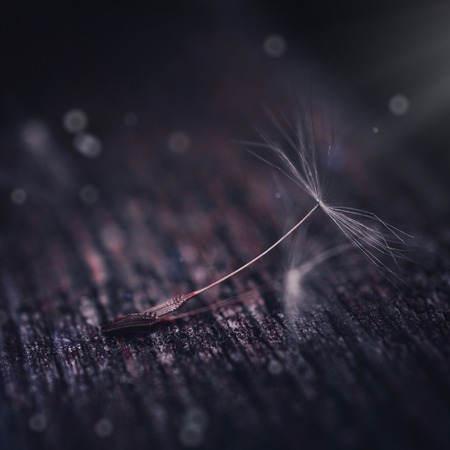 the dandelion flowers