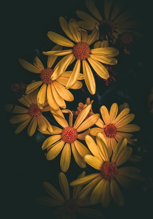 the yellow flowers in the garden in the natureの写真素材