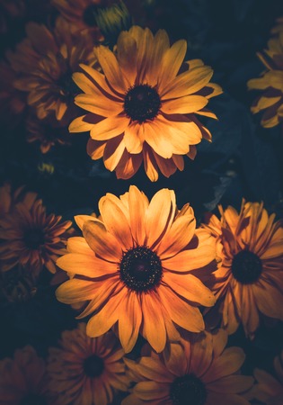 the yellow flowers in the garden in the natureの写真素材