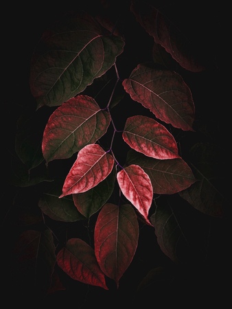 the red plant leaves in the gardenの写真素材