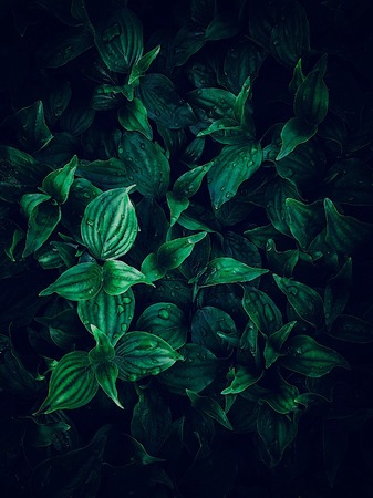 the green plant leaves in the garden