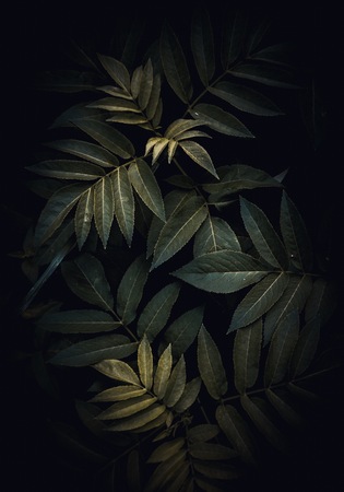 the green plant leaves in the gardenの写真素材