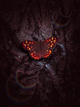the butterflies on the green fern in the natureの写真素材