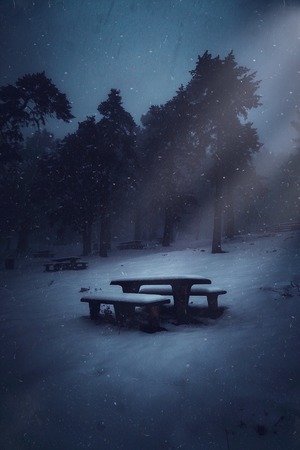 snow in the forest in the winterの写真素材