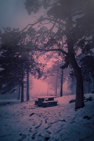 the trees in the forest in the mountain with snow in winterの写真素材