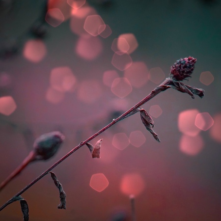 beautiful plants in the gardenの写真素材