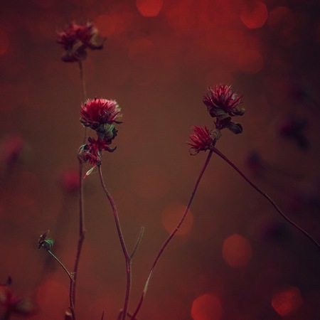 beautiful plants in the garden