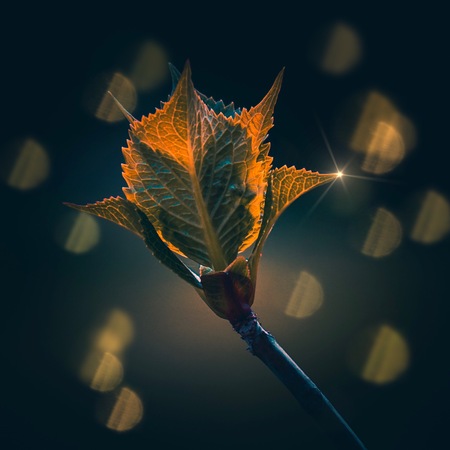 beautiful green plants in the gardenの写真素材