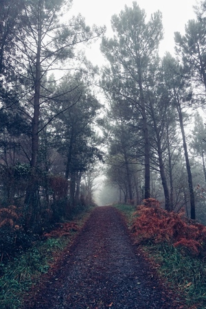 road with red trees in the mountain in the forest