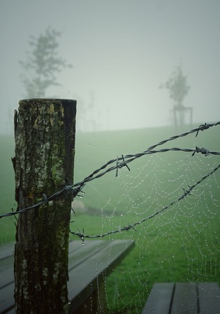 spider web in the wire fence in the natureの写真素材