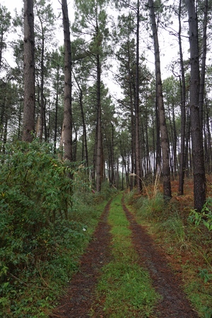 road with green trees in the forest in the mountainの写真素材