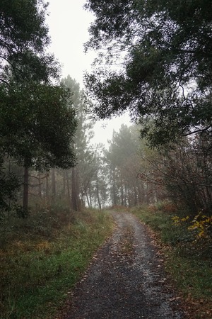 road with green trees in the forest in the mountainの写真素材