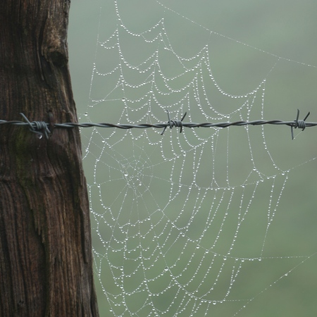 spider web in the wire fence in the natureの写真素材