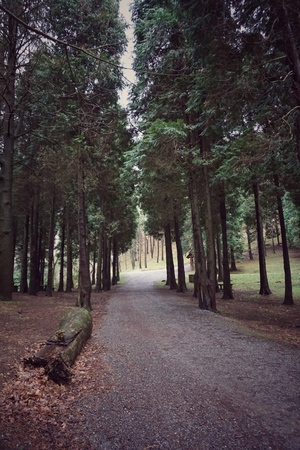 road with green trees in the forest in the mountainの写真素材