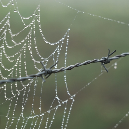 spider web in the wire fence in the natureの写真素材