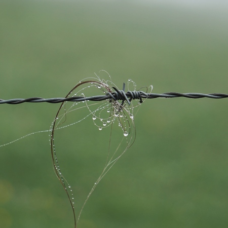 animal hair in the wire fence in the natureの写真素材