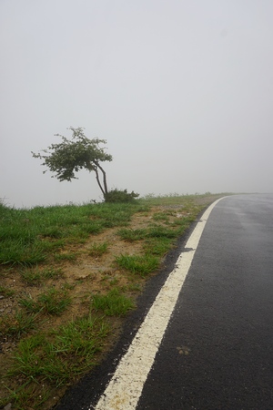 the road in the forestの写真素材