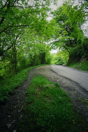 the road and green trees in the forest in the mountainの写真素材