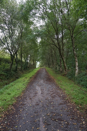 the road and green trees in the forest in the mountainの写真素材