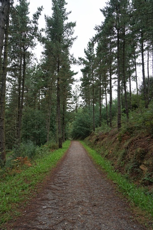 the road and green trees in the forest in the mountainの写真素材