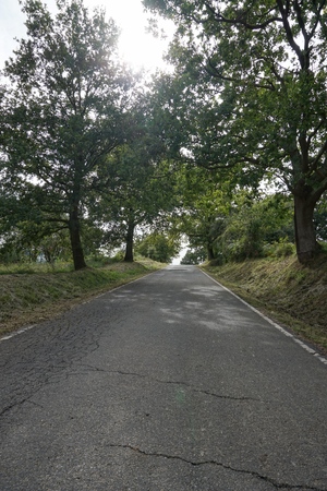 the road and green trees in the forest in the mountainの写真素材