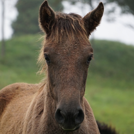 the elegant brown horse in the natureの写真素材