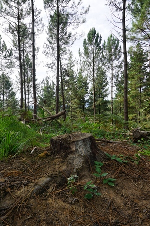 trees and trunks in the forest in the mountainの写真素材