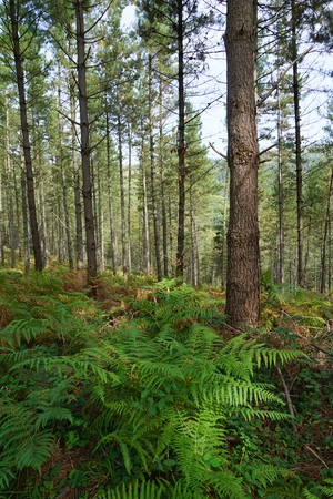 trees and trunks in the forest in the mountainの写真素材