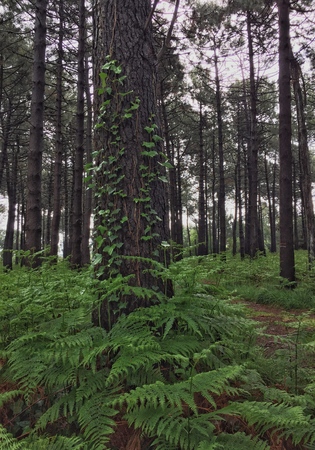 trees and trunks in the forest in the mountainの写真素材