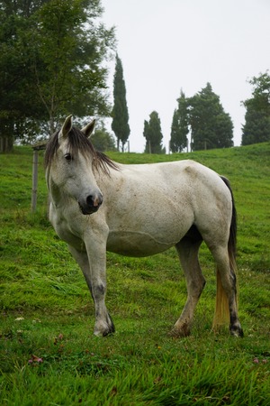 beautiful white horse portraitの写真素材