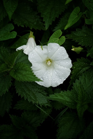 the beautiful white flower in the gardenの写真素材