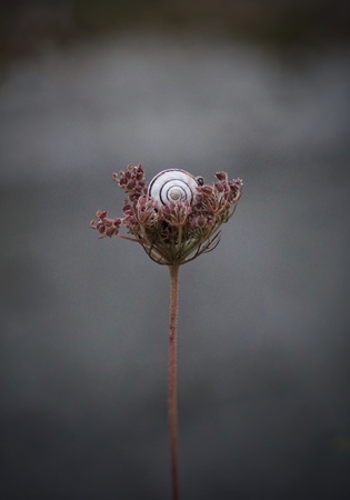 the little snail on the plant in the natureの写真素材