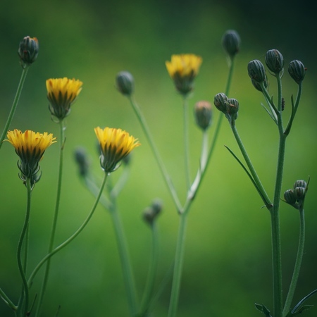 romantic yellow flowers in the gardenの写真素材
