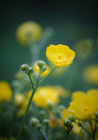 romantic yellow flowers in the gardenの写真素材