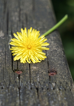 romantic yellow flowers in the gardenの写真素材