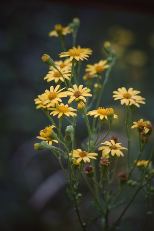 the beautiful yellow flowers in the gardenの写真素材