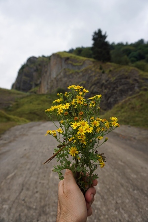 the beautiful yellow flowers in the gardenの写真素材