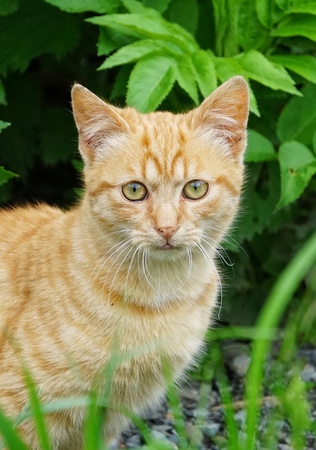 the beautiful kitty cat portrait in the natureの写真素材