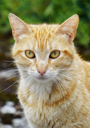 the beautiful kitty cat portrait in the natureの写真素材