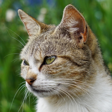 the beautiful kitty cat portrait in the natureの写真素材