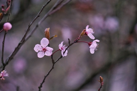 beautiful pink flowers in the garden in the natureの写真素材