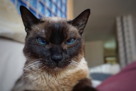 the beautifull kitten cat portraitの写真素材