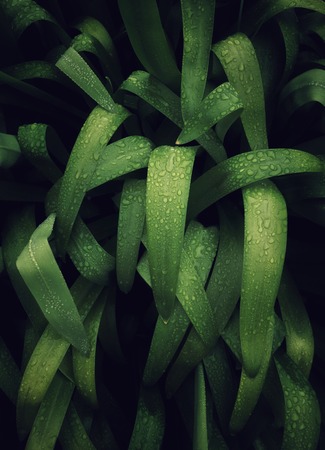 abstract green plant leaves texture in the gardenの写真素材