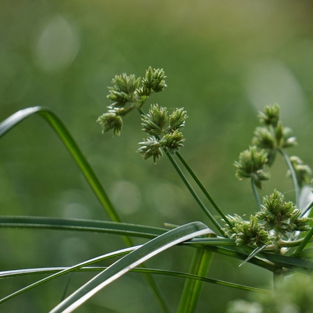 the green flower in the garden
