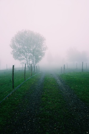 green trees in the forest in the mountain in the nature in