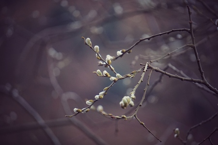abstract tree branches in the natureの写真素材