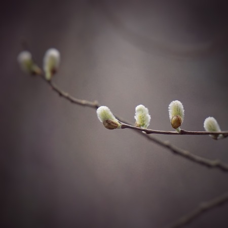 abstract tree branches in the natureの写真素材