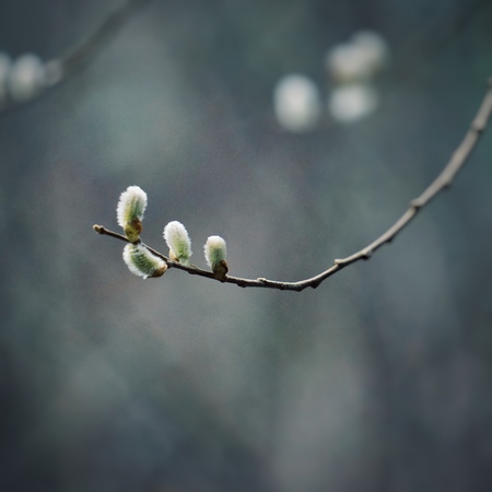 abstract tree branches in the natureの写真素材