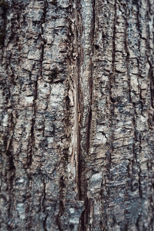 abstract tree trunk wooden texture background